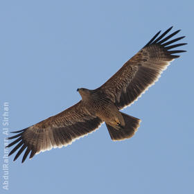 Eastern Imperial Eagle (Immature)