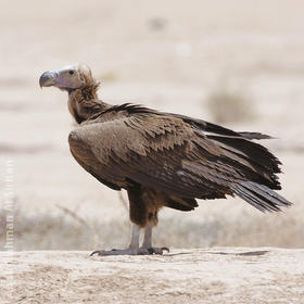 Lappet-faced Vulture (Immature)