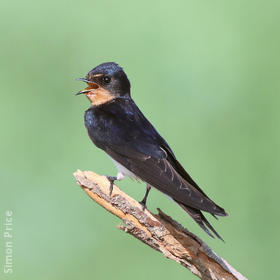 Barn Swallow (Juvenile)