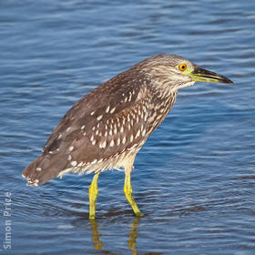 Black-crowned Night Heron (Immature)