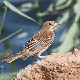 Black-headed Bunting (Immature)