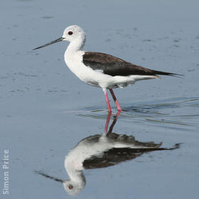 Black-winged Stilt (Female)