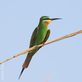 Blue-cheeked Bee-eater