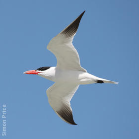 Caspian Tern