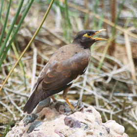 Common Myna