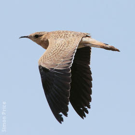 Cream-coloured Courser