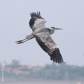 Grey Heron 