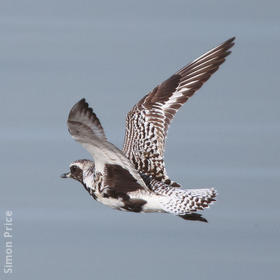 Grey Plover (Spring)