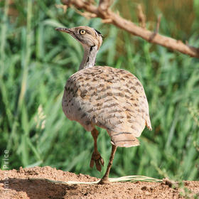 Macqueen’s Bustard 
