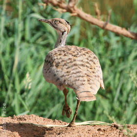 Macqueen’s Bustard 