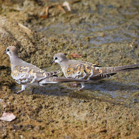 Namaqua Dove (Juveniles)