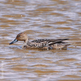 Northern Pintail (Female)