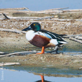 Northern Shoveler (Male)