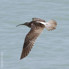 Whimbrel 