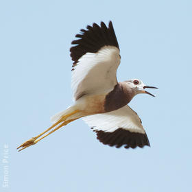 White-tailed Lapwing 