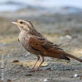 Striolated Bunting (1st record, SAANR, 14 Aug 2013)