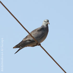 Stock Dove