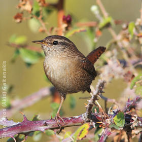 Winter Wren (GREECE)