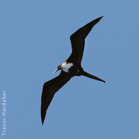 Lesser Frigatebird (Female, SOUTH AFRICA)