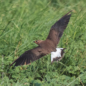 Oriental Pratincole (Immature, UAE)