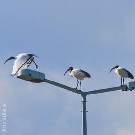 African Sacred Ibis (GREECE)