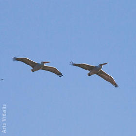 Dalmatian Pelicans (GREECE)