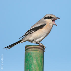 Mauryan Grey Shrike (Winter)