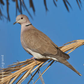 African Collared Dove (EGYPT)