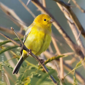 Arabian Golden Sparrow (Male)