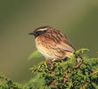 Black-throated Accentor - Male (KAZAKSTAN)