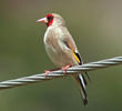 Eastern Goldfinch