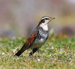 Dusky Thrush (JAPAN)