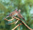 Laughing Dove