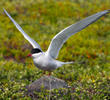 Arctic Tern