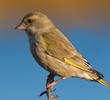 European Greenfinch (female, Gremany)