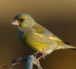 European Greenfinch (male, Gremany)