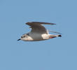 Little Gull (Immature winter)