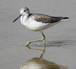 Common Greenshank (Winter)