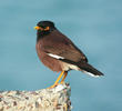 Common Myna 