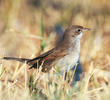 Common Whitethroat (Female or immature male)