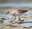 Dunlin (Winter)