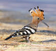 Eurasian Hoopoe