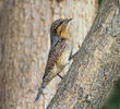 Eurasian Wryneck 