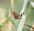 European Robin