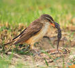 Great Reed Warbler (Capturing a gecko)