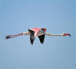 Greater Flamingo