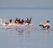 Greater Flamingos