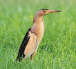 Little Bittern (Male)