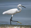 Little Egret