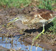 Squacco Heron (Immature autumn)